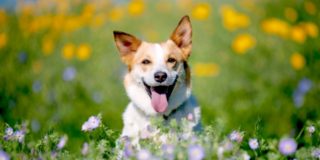 愛犬・愛猫への最後の別れ：葬儀と供養の心構え