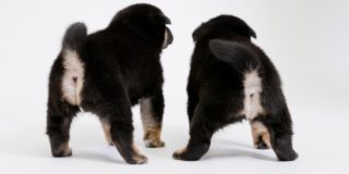 ペット葬儀に関するよくある質問