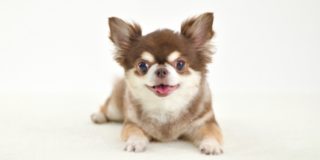 神奈川でペット火葬を検討する際の要点