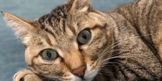 お客様の声をご紹介