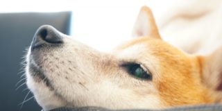 動物霊園のよくある質問