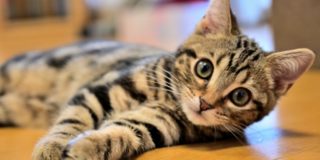 猫の火葬は白峰寺動物愛護の会