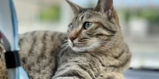 お客様の声をご紹介