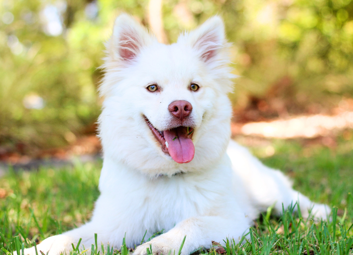 「後悔しないために」茅ヶ崎市でのペット葬儀の準備