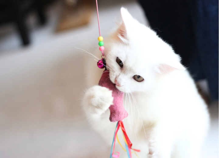 【夏日】茅ヶ崎でペット火葬をお考えの方へ