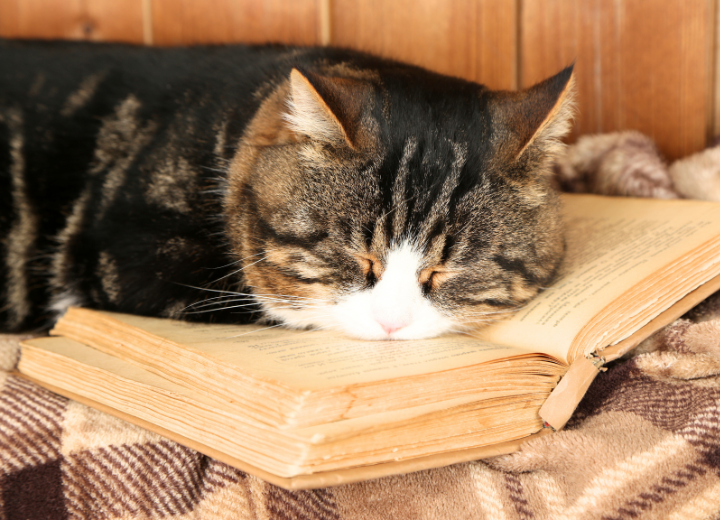 【茅ヶ崎 ペット葬儀】ペットの火葬でお困りの方へ