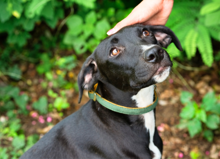 【ペットへの感謝】ありがとうを残す供養のかたち