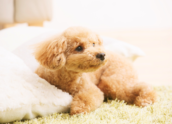 【白峯寺の火葬プラン】費用や流れをご紹介