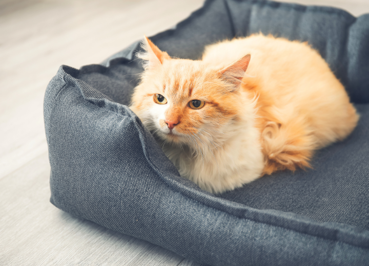 後悔しないペット供養の選び方と心構え