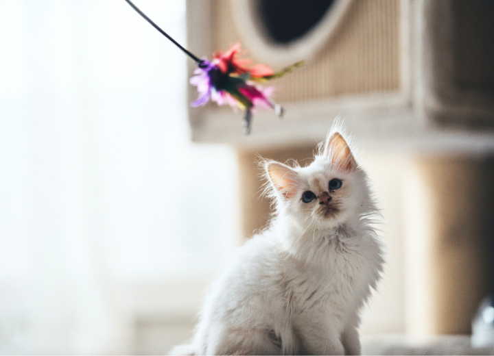 ありがとうを伝える葬儀｜白峯寺動物愛護の会