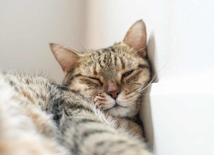 ペット葬儀で使われる葬儀用語