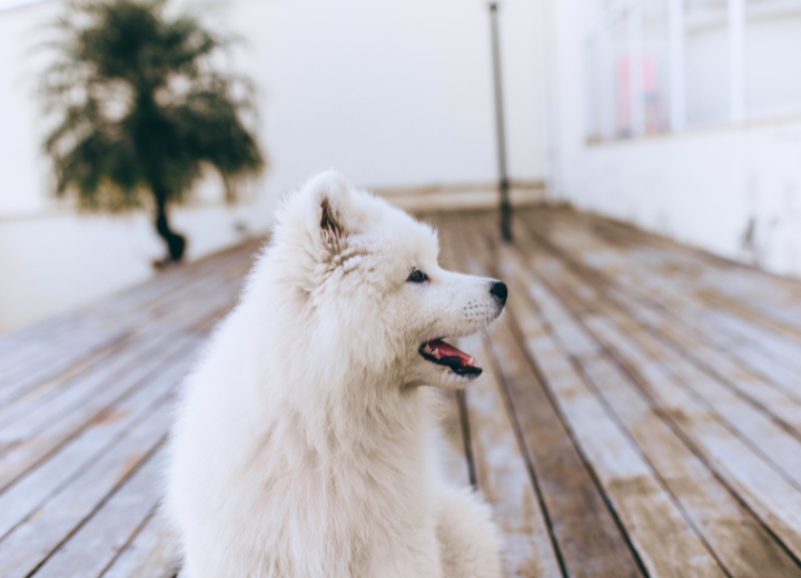 初七日から四十九日へ｜白峯寺の供養