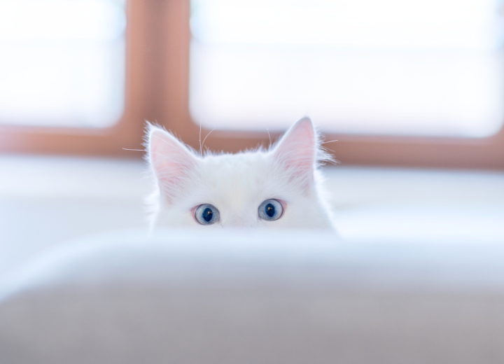 旅立ちに備える｜家族で決めておきたい３つ