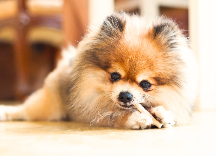 ご事情で立ち会えない方へ｜白峯寺動物愛護の会