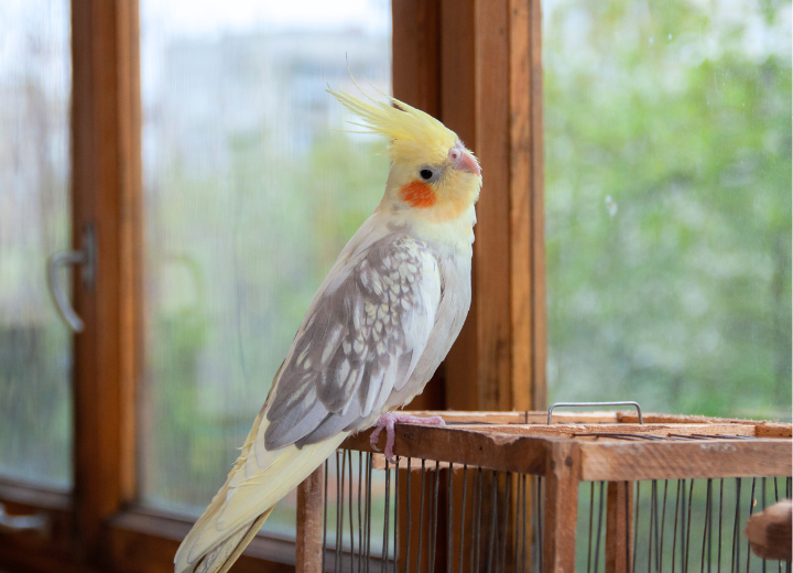 突然の別れに備える｜ペット火葬知識