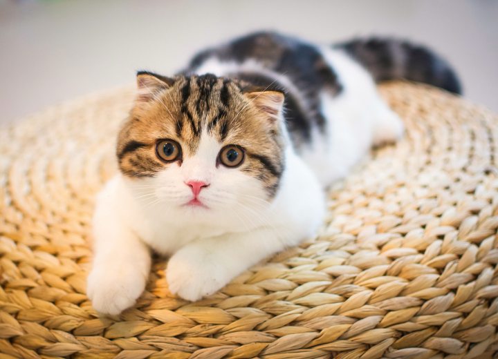 ペットの葬儀｜火葬後のこと、どこまでやるべき？