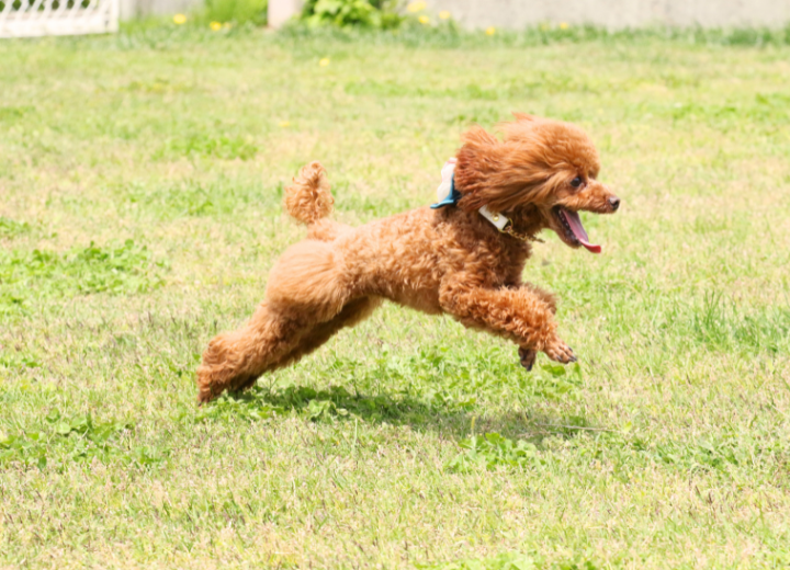 白峯寺で選ばれている供養のかたち