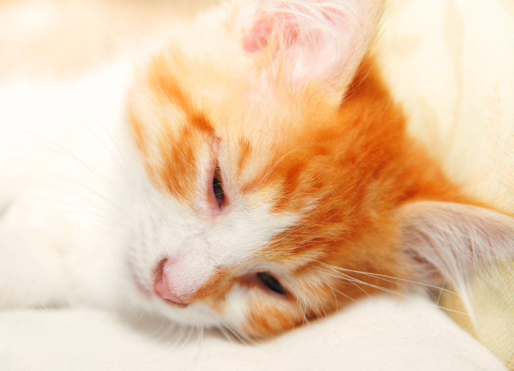 ペットの火葬はいつまでに行うべき？