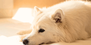 手元供養？納骨？どちらが私に合っている？