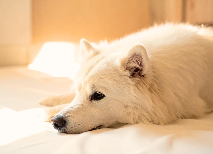 手元供養？納骨？どちらが私に合っている？