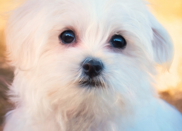 【ペットの安置】すぐ火葬できないときの安置方法