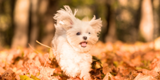 【ペット供養】四十九日、何をすればいい？