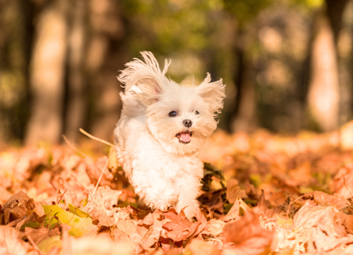 【ペット供養】四十九日、何をすればいい？