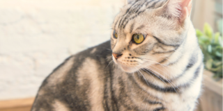 【後悔しないお別れ】ペットのために今できる準備