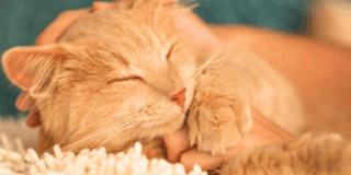 ペットの最期と向き合う心の準備とは