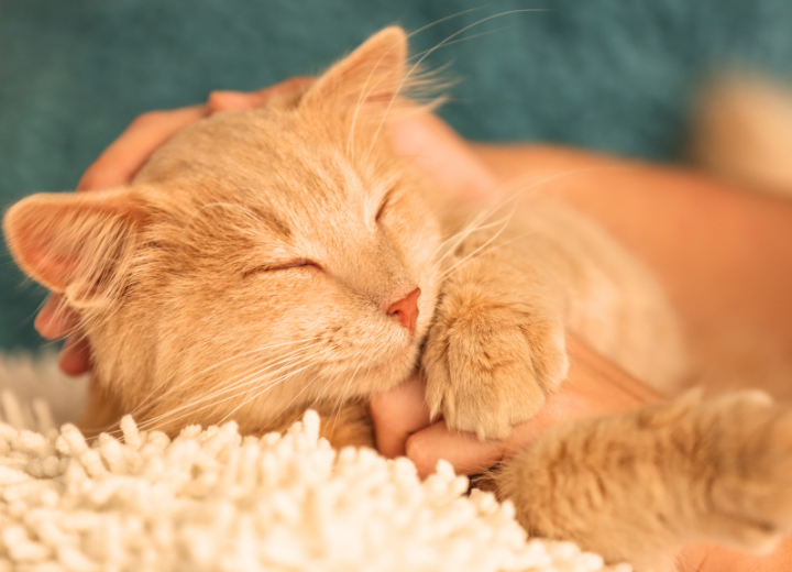 ペットの最期と向き合う心の準備とは