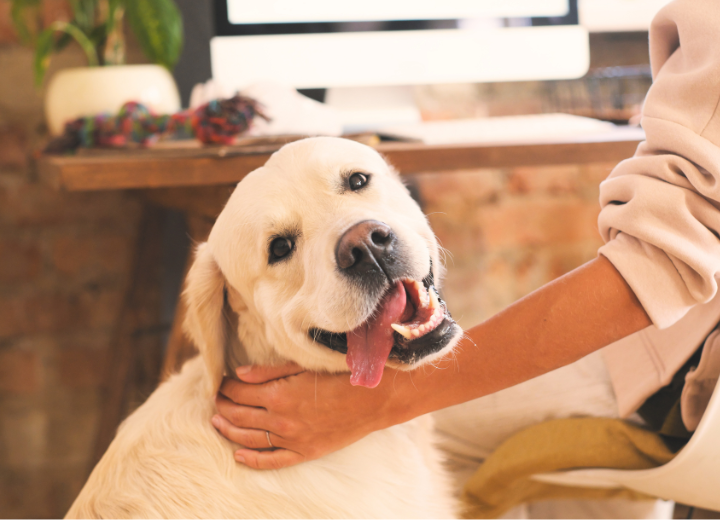 ペットの火葬、納骨、法要、墓地の総合施設｜白峯寺動物愛護の会
