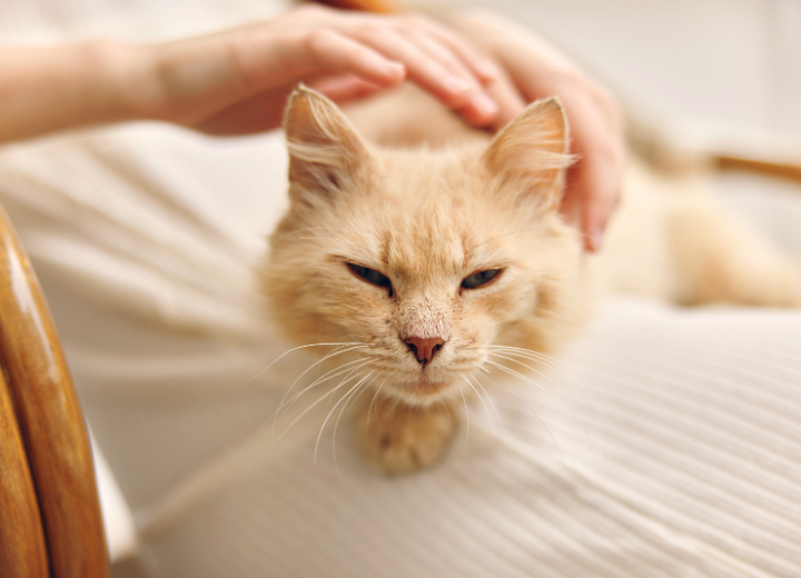 信頼できる斎場に共通する「寄り添い」