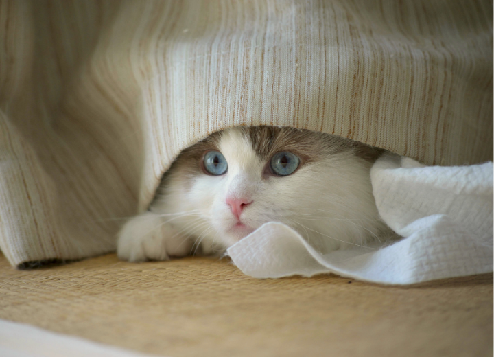 白峯寺動物愛護の会に寄せられる相談や質問