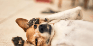 茅ヶ崎市で考えるペット供養のかたち