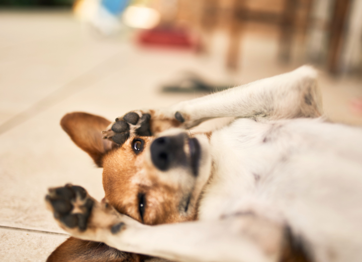 茅ヶ崎市で考えるペット供養のかたち