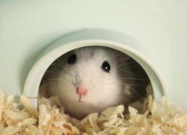 ハムスターの火葬と供養｜小さな命の見送り方