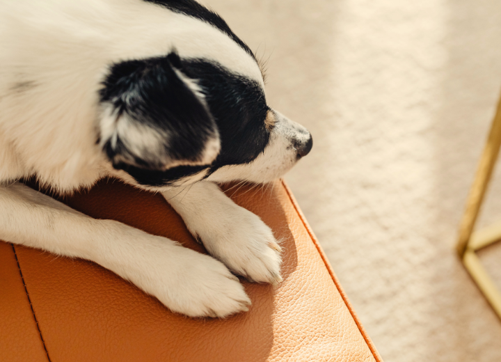 ペットの葬儀後｜これからの供養を考える第一歩