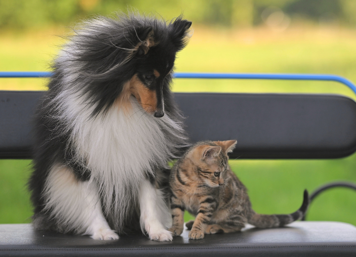 大切な時間を家族一緒に｜ペットのご葬儀