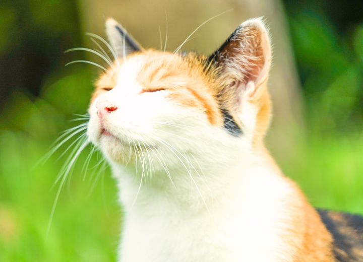 急な旅立ちに…何をすればいい？