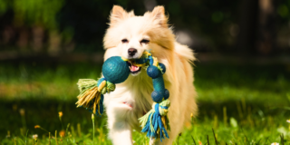 火葬後、ペットの遺骨はどうする？納骨と手元供養の違い