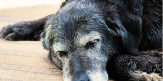 犬とのお別れで大切にしたいこと｜火葬・供養までの流れ